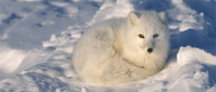 Arctic fox at the North Pole